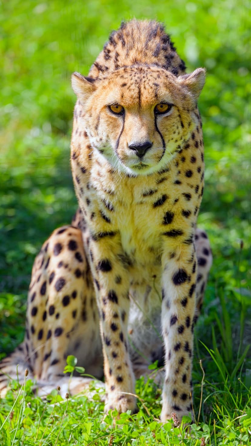 Cheetah with amber eyes and black tear marks sits in long green grass, staring directly toward the viewer.