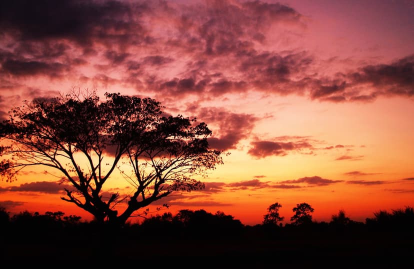 Lone acacia tree silhouette against a vibrant orange and purple sunset sky over the dark African savanna horizon.