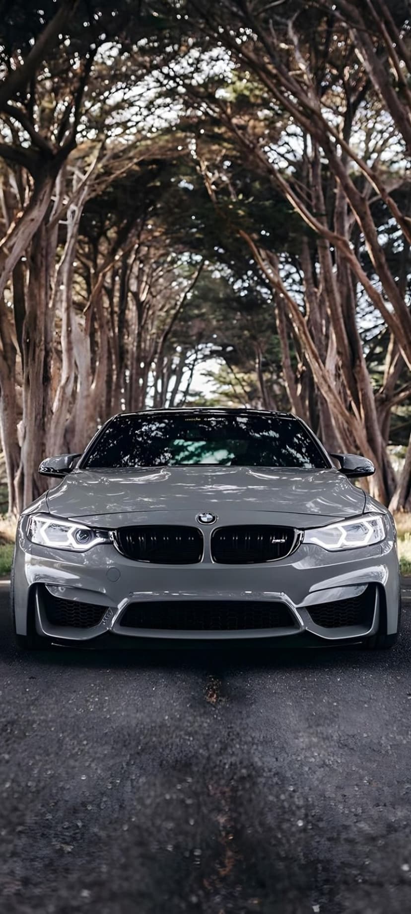 Grey BMW M4 with glowing headlights parked on a road under a dense tunnel of leafy green tree branches.