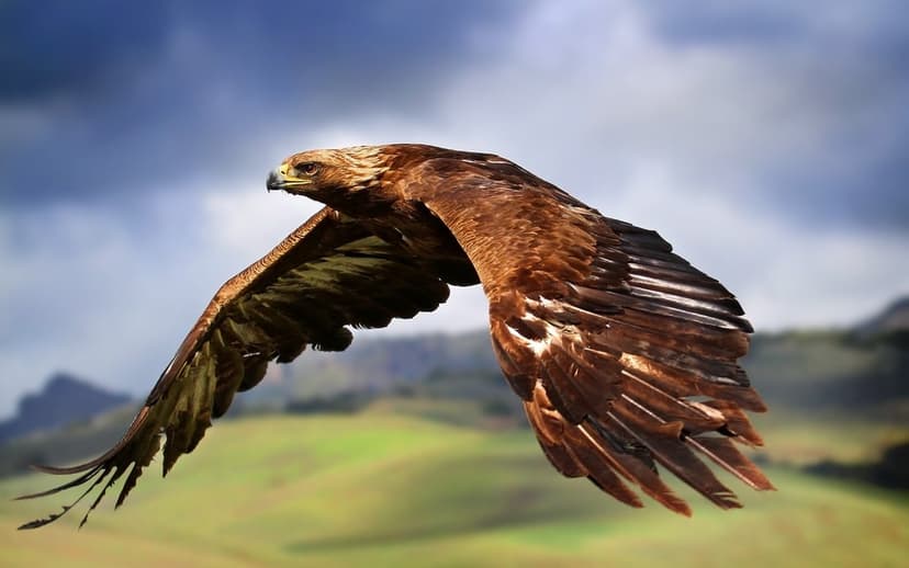 Golden eagle soaring with wings spread wide over a soft blurred green landscape and cloudy blue sky.