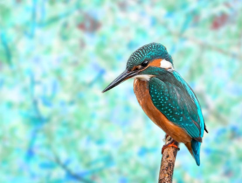 Kingfisher with bright turquoise and orange feathers perches on a branch against a blurred blue background.