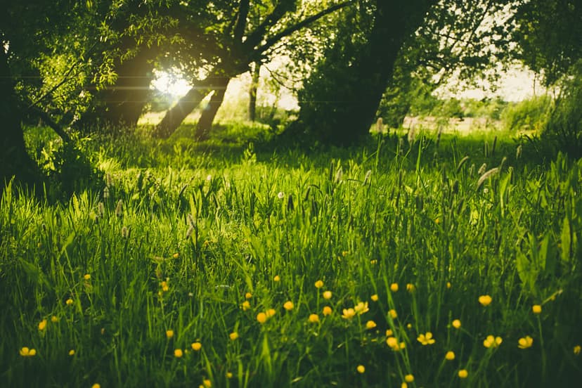 Yellow wildflowers bloom in a sun-drenched green meadow during golden hour surrounded by tall leafy trees.