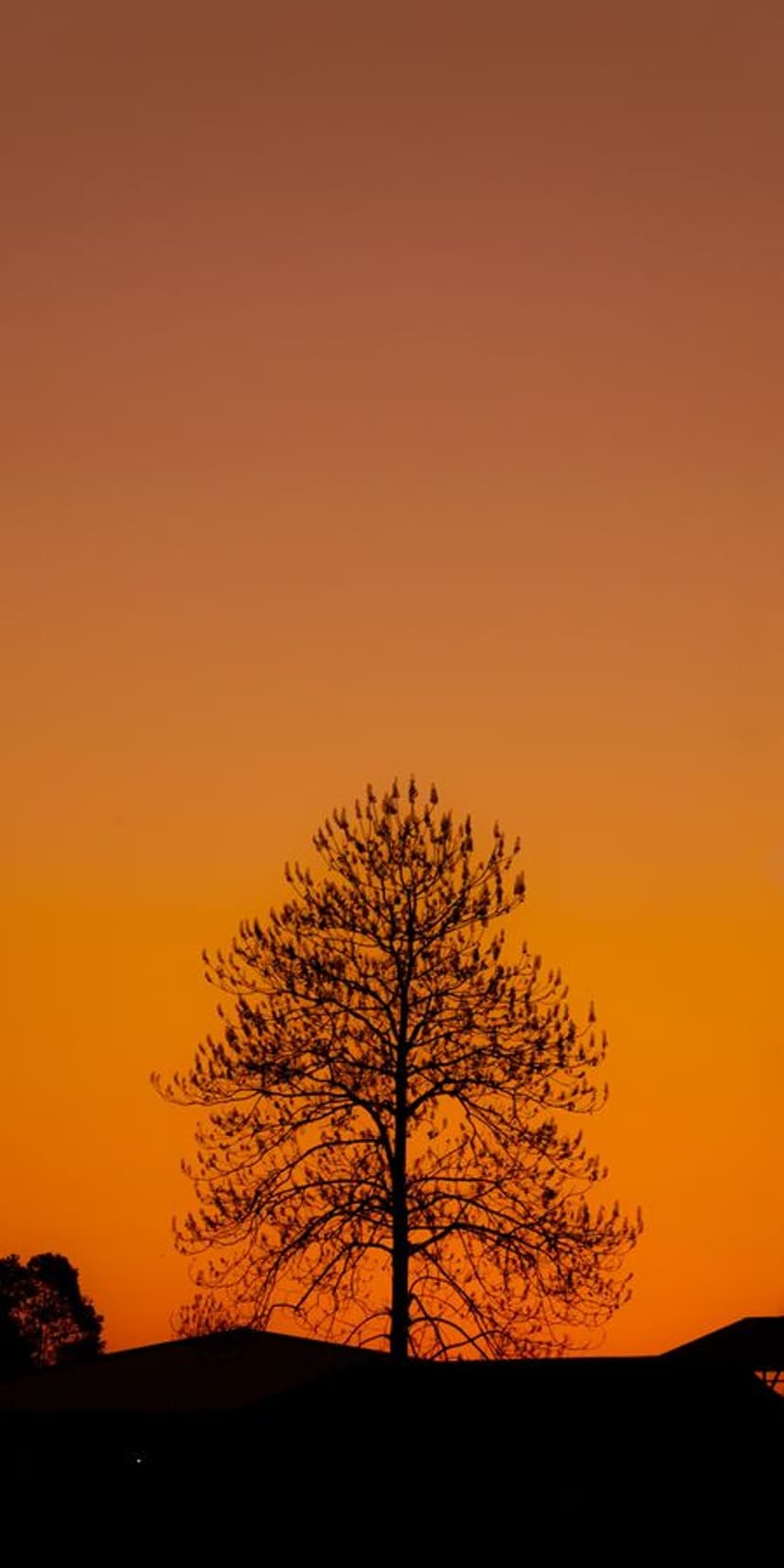 Lone leafless tree silhouetted against a clear gradient orange sunset sky with a dark horizontal ground line.