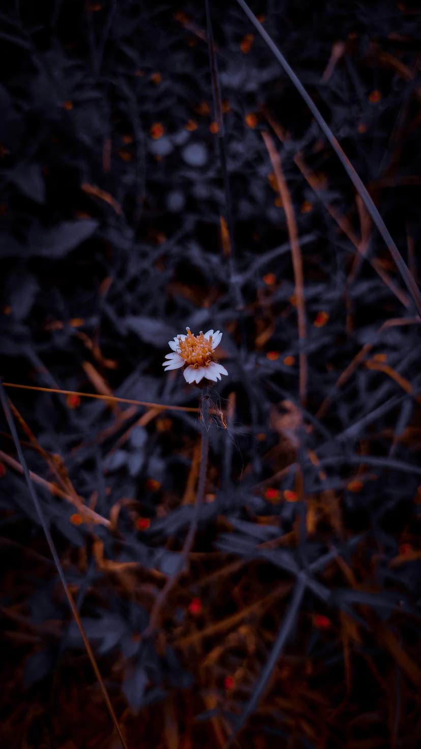 White wildflower with a bright orange center stands out against blurred dark green foliage and deep shadows.
