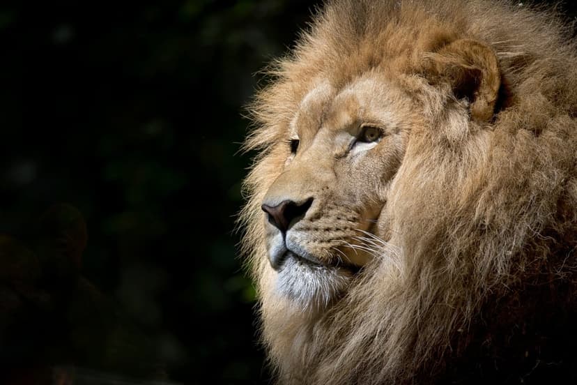Male lion with a thick golden mane and amber eyes gazes forward against a dark, blurred background.