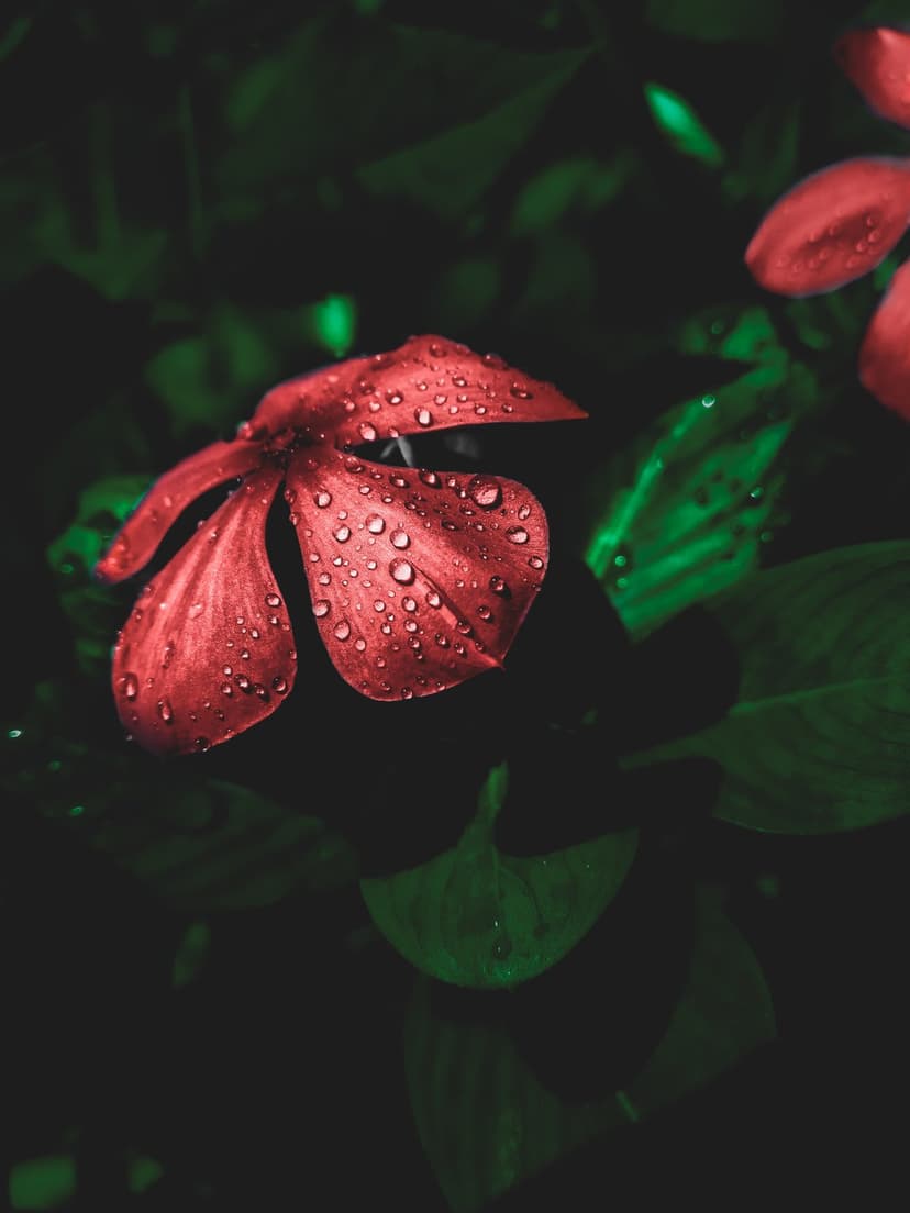 Crimson flower petals covered in tiny translucent dew drops set against a dark, moody forest green background.