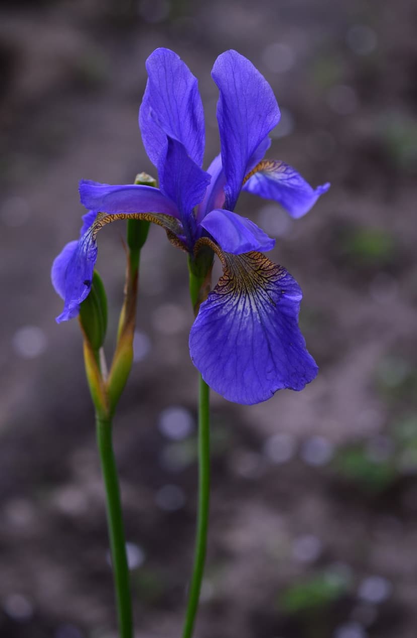 Blue iris flower with purple petals and golden markings stands against a dark, blurry bokeh garden background.