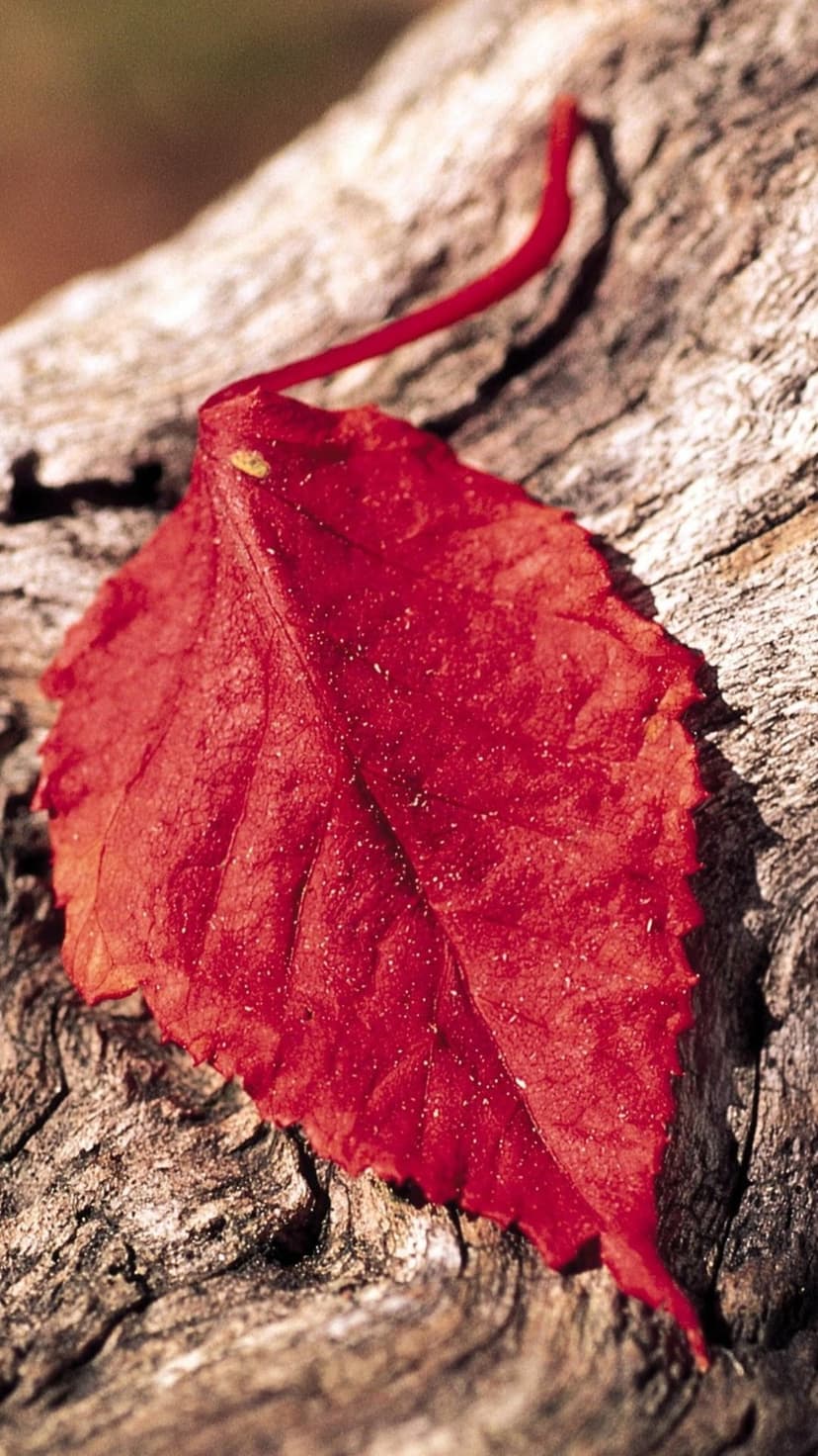 Red autumn leaf showcasing intricate veins while resting on a weathered wooden surface with earth-toned foliage.