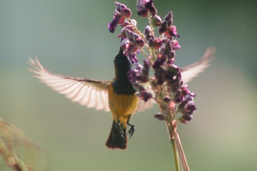 Yellow-bellied hummingbird with blurred wings feeds on a cluster of small purple flowers in a green garden.