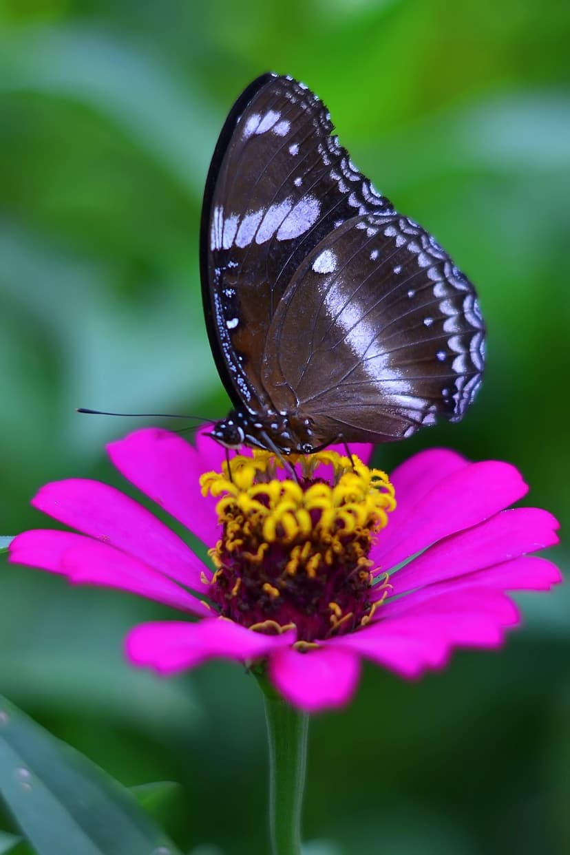 Brown butterfly with white spots perches on a pink zinnia flower with a yellow center and blurred background.