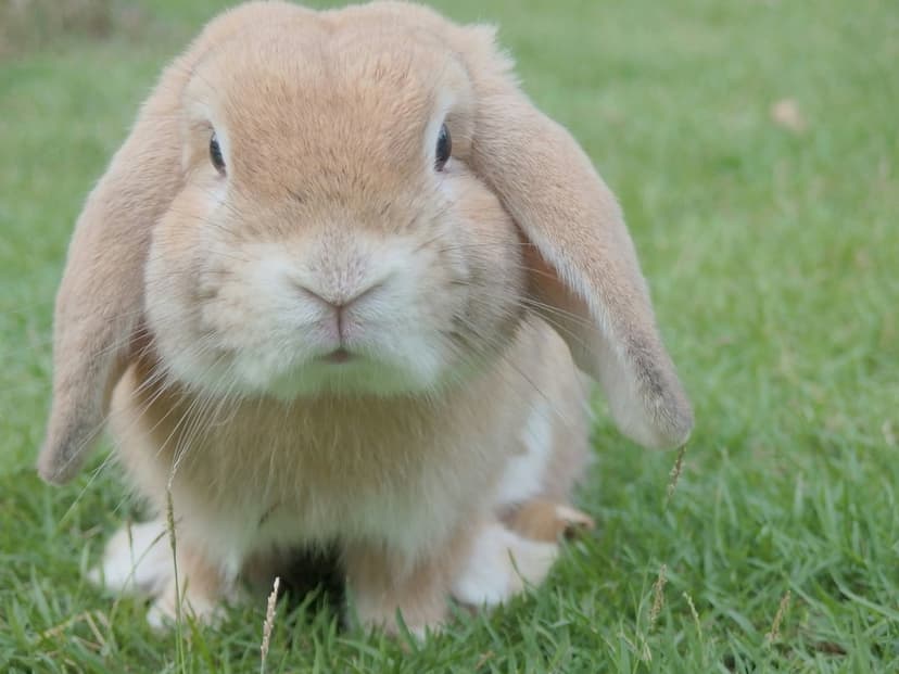 Brown lop-eared rabbit with drooping ears sits in green grass with a soft-focus background in close-up detail.