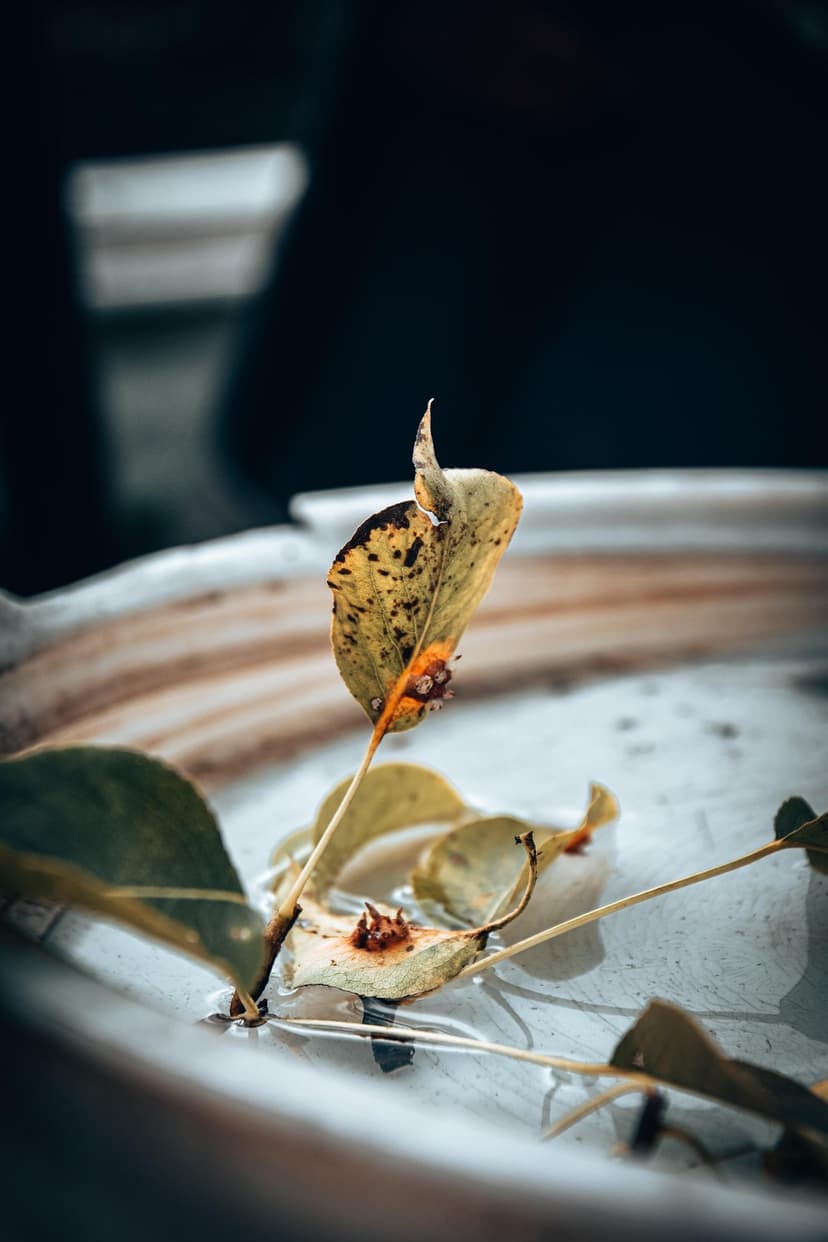 Yellow spotted autumn leaves lie submerged in clear shallow water over a pale surface with soft bokeh blurring.