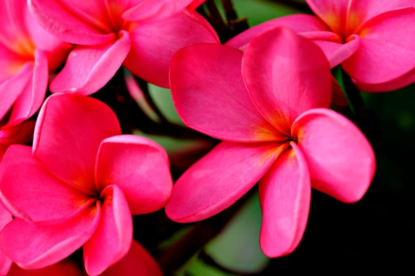 Fuchsia Plumeria blossoms featuring soft yellow centers and velvety textures set against a dark blurred backdrop.