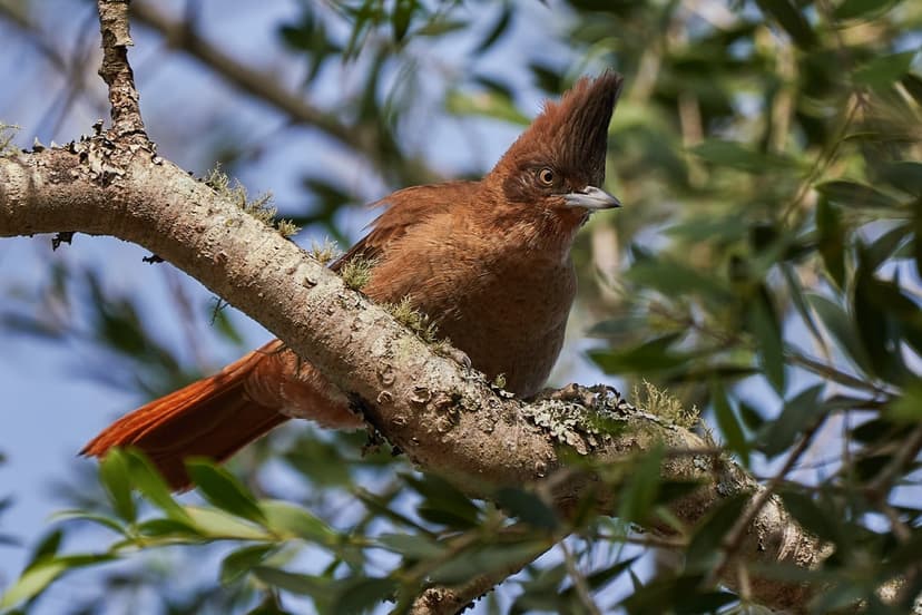 Crested brown bird with a sharp crown perched on a tree limb against a soft blue sky and blurred green foliage.