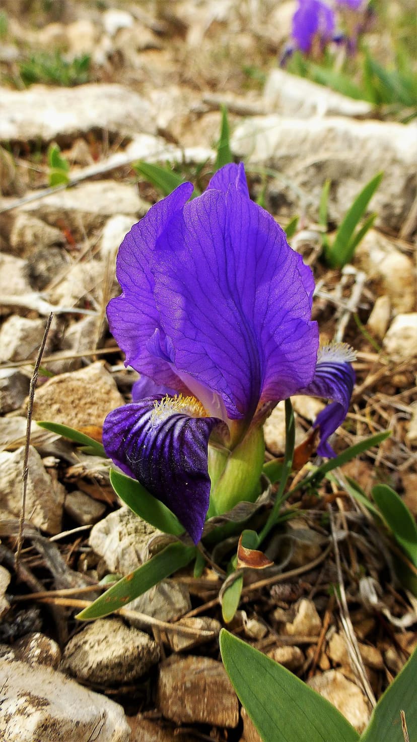 Purple iris flower with detailed petals grows amidst gray stones and green leaves in a close-up macro view.