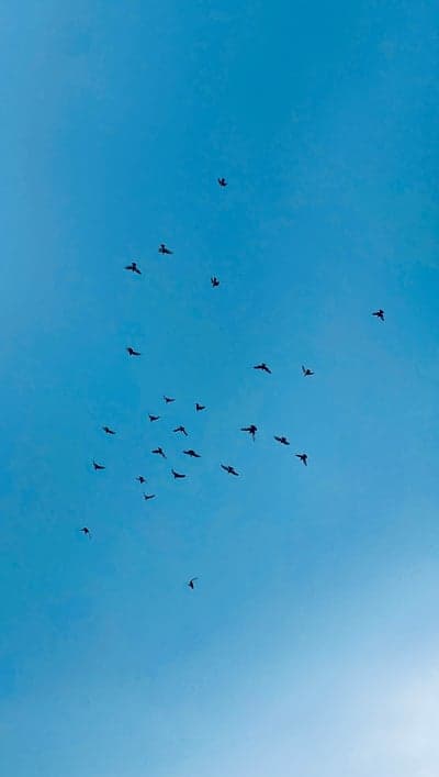 Birds Flying in a Clear Blue Sky