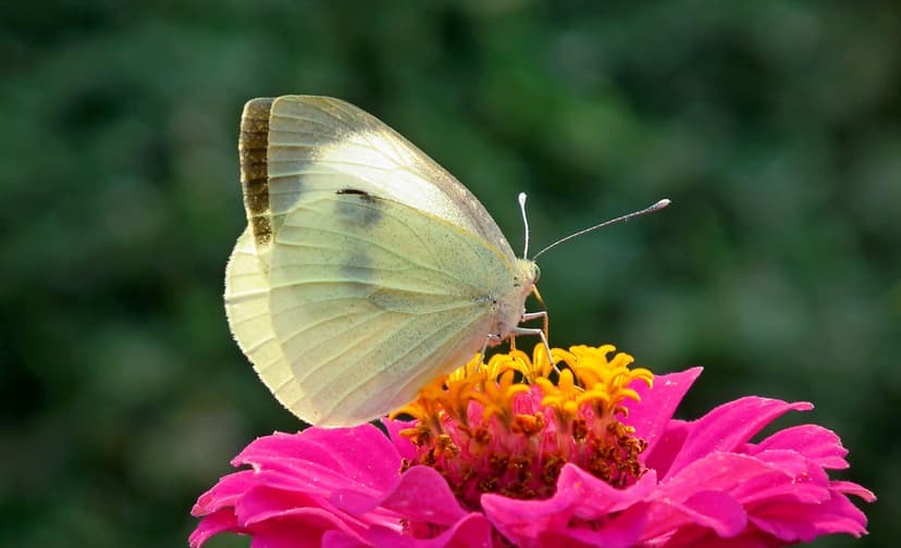 White butterfly with detailed wings rests on a pink zinnia flower under soft sunlight in a blurry green garden.