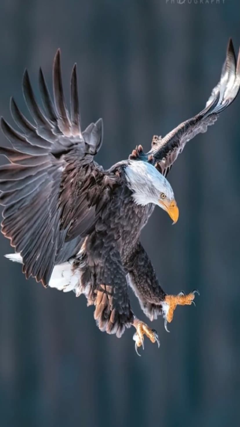 Bald eagle with wings spread wide and yellow talons extended downward against a soft blurred background.