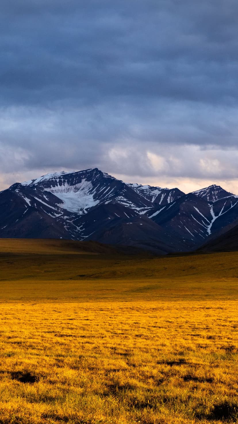 Snow-capped mountain peaks rise behind vast golden grasslands under a dramatic cloudy sky in a vertical vista.