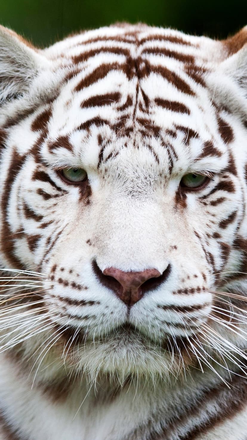 White tiger face with emerald eyes, dark stripes, and long whiskers in a sharp, front-facing wildlife portrait.