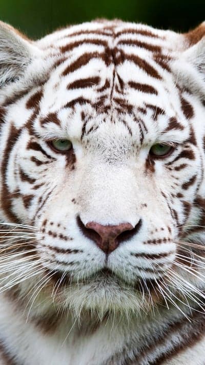 Close-up of a majestic white tiger's face