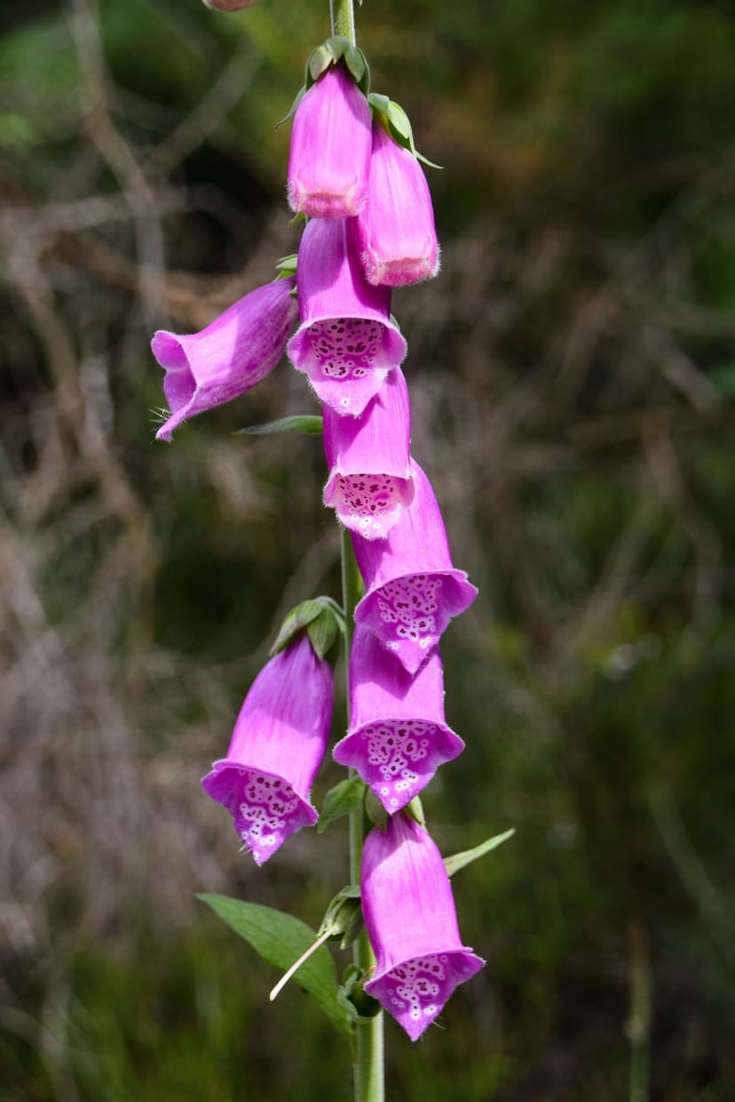 Purple foxglove flowers with speckled petals bloom on a stalk against a soft green blurred forest background.