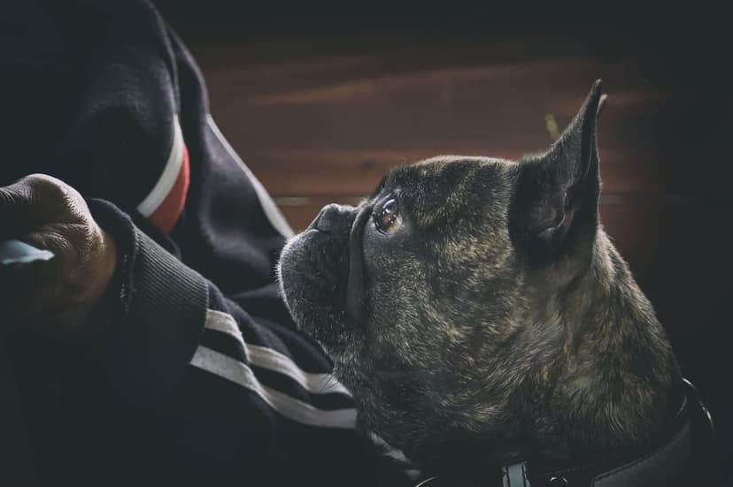 Brindle French Bulldog looks up at a person's hand against a dark wooden backdrop in soft, moody lighting.