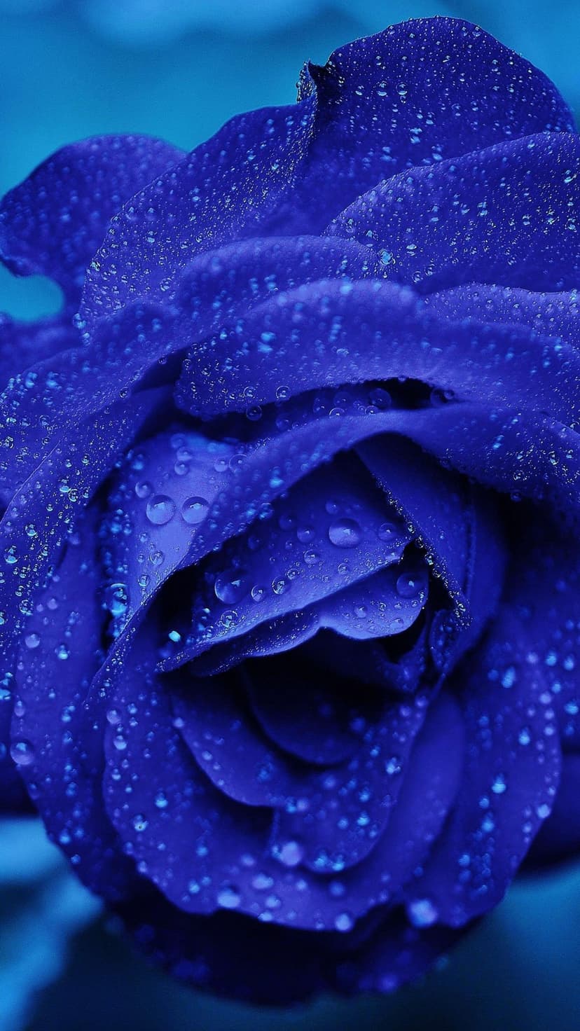 Royal blue rose petals covered in small clear water droplets are captured in a macro vertical close-up view.