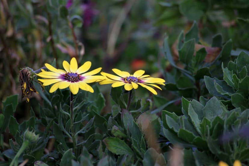 Yellow daisy-like flowers with purple centers bloom in front of blurred green leaves in a sunny garden setting.