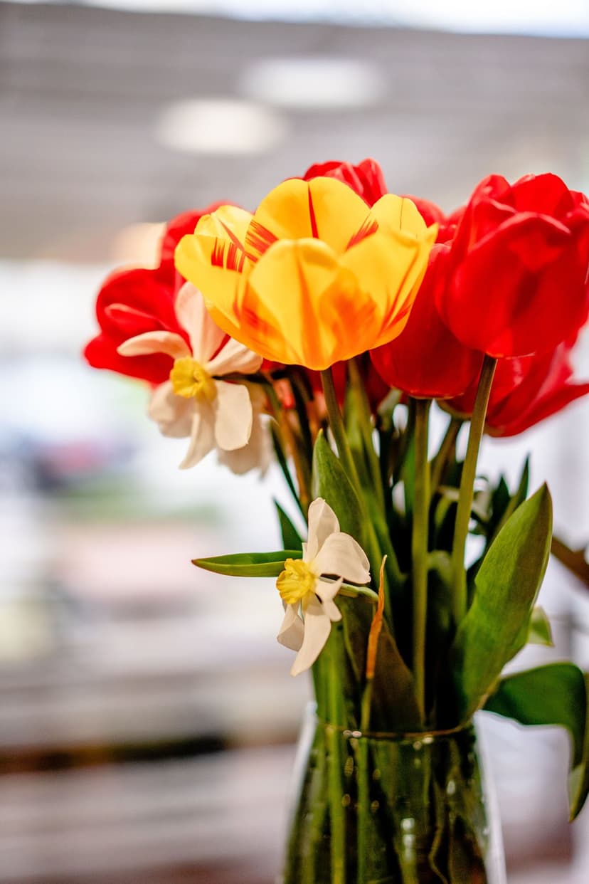 Red and yellow striped tulips paired with white daffodils in a clear glass vase against a soft blurred background