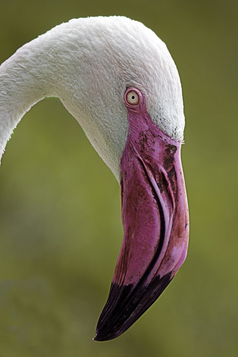 Flamingo head with a curved pink beak and black markings against a soft green out-of-focus background.