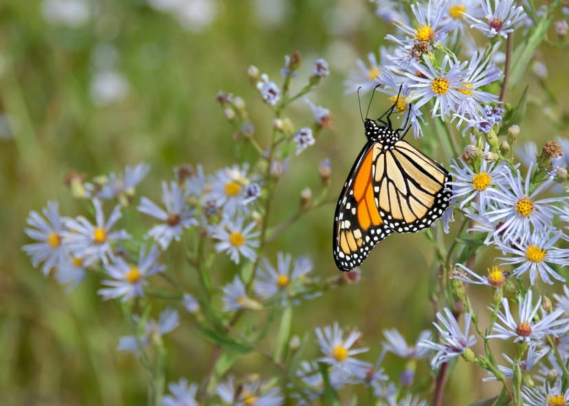 Monarch butterfly with orange wings feeds on small blue aster flowers against a soft green background.