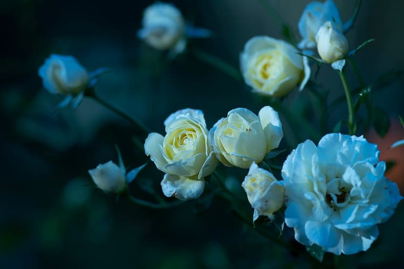 White and yellow rose petals in a tight macro shot featuring dramatic evening shadows and velvety textures.