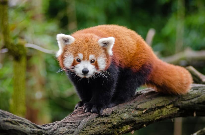 Red panda with auburn fur and white face markings perches on a tree branch with blurred green leaves behind it.