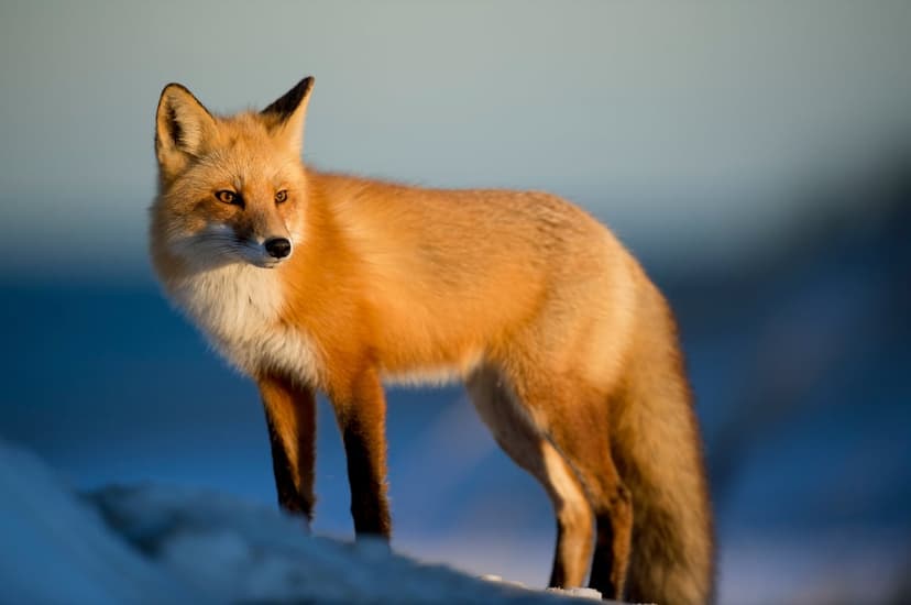 Red fox with thick orange fur stands alert in a snowy landscape illuminated by the warm light of sunrise.
