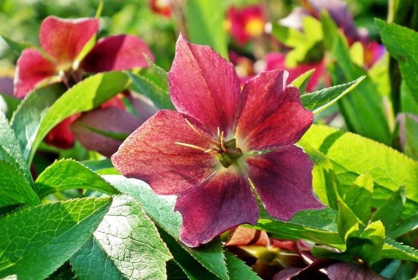 Deep red Hellebore flower with yellow stamens and green leaves against a soft-focus spring garden background.