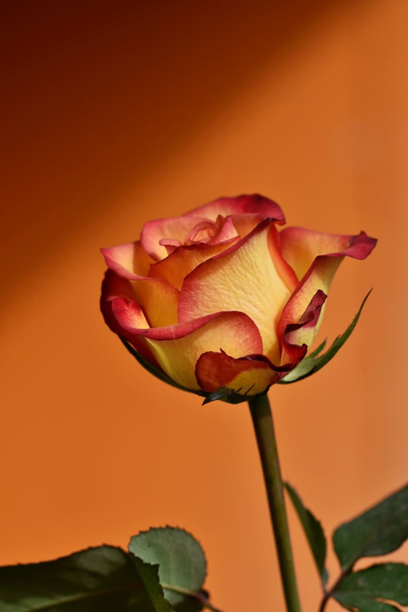 Yellow and red rose flower with detailed petals and green leaves set against a soft orange background with shadows.
