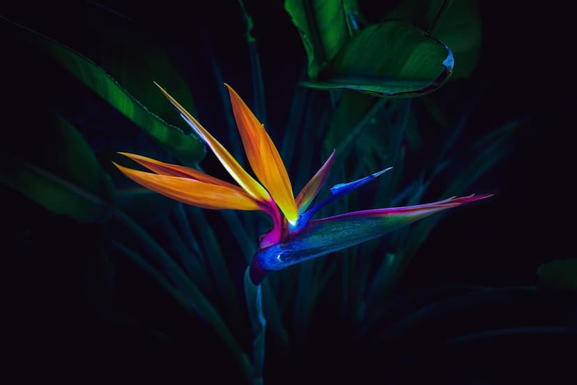 Bird of Paradise flower with orange and blue petals glows against a dark, moody background with green leaves.
