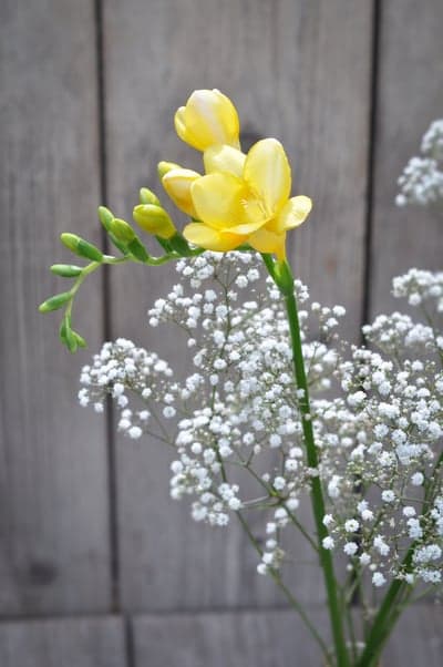 Yellow Freesia and Gypsophila Mobile Flower Wallpaper