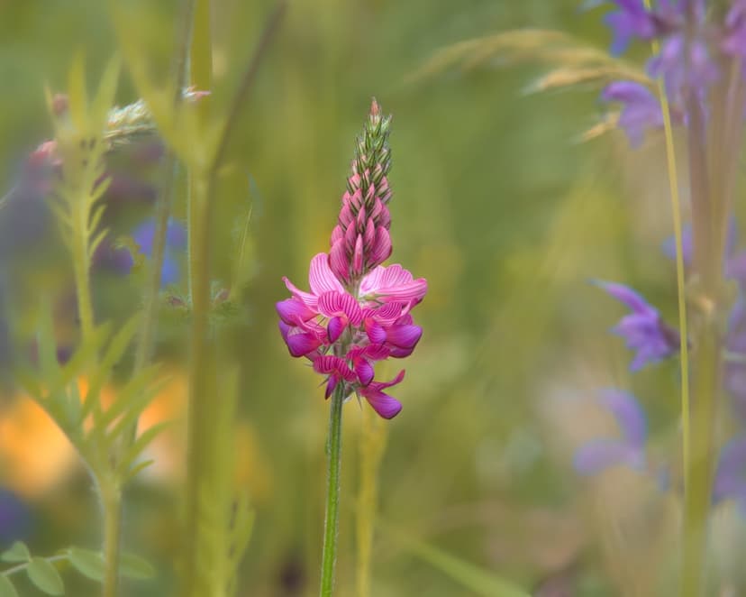 Pink wildflower with a tall spire of small petals standing in a blurred green meadow with yellow and purple flowers.
