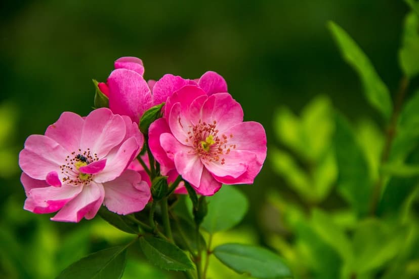 Pink wild roses with yellow stamens and a small honeybee rest against a soft bokeh of blurred green garden foliage.