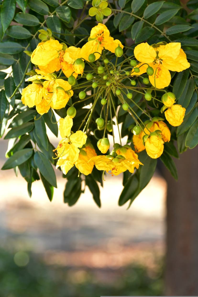 Yellow Cassia flowers and green buds cluster on a leafy branch against a soft-focus natural garden background.