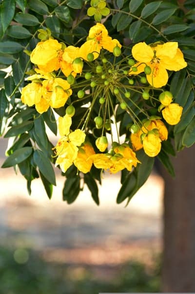 Golden Cassia Flower Branch Spring Mobile Background
