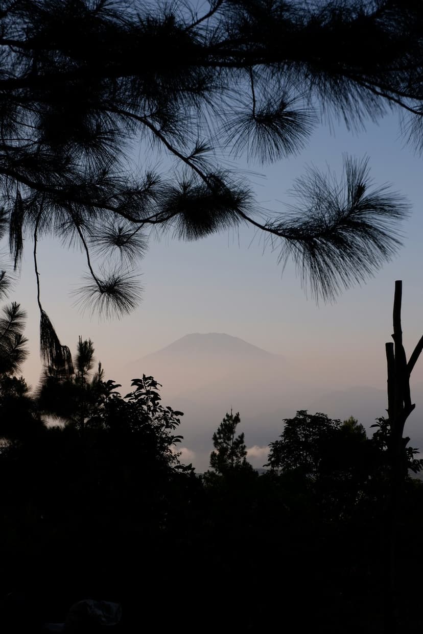 Pine tree silhouettes frame a misty mountain peak under a soft, glowing sunrise with thick fog in the valley.