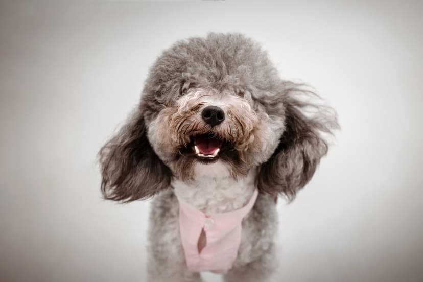Grey toy poodle with fluffy curly fur wearing a light pink shirt against a neutral grey studio background.