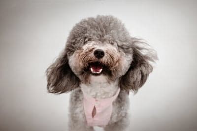 Cute Grey Toy Poodle Wearing Pink Shirt Portrait