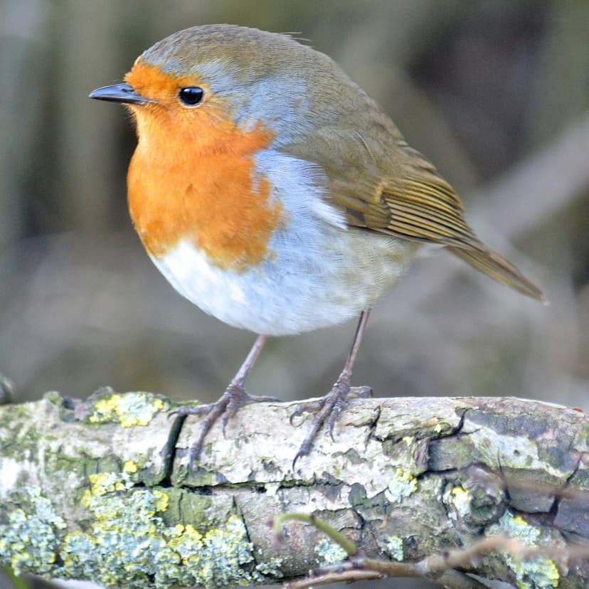 European Robin with an orange chest stands on a mossy branch with its dark eye visible against soft bokeh.
