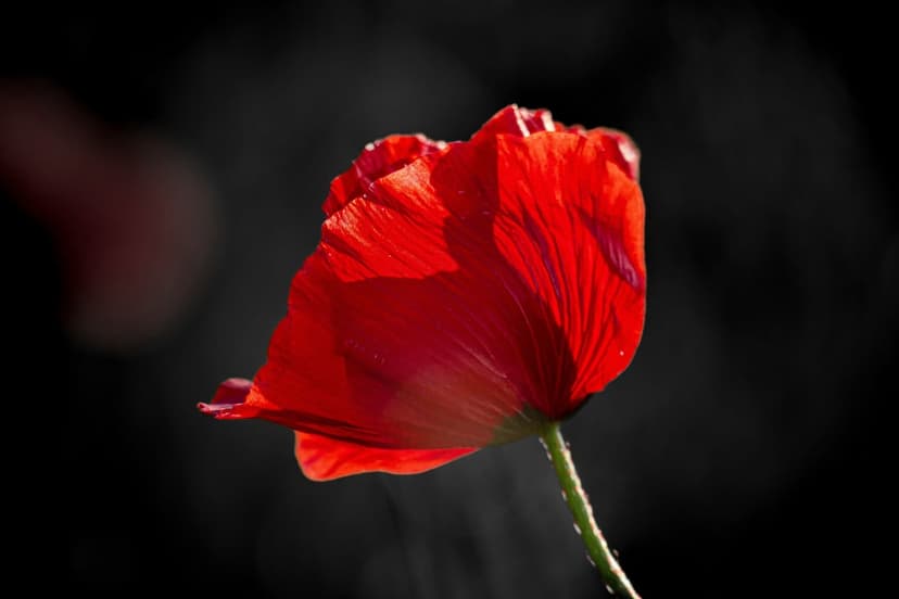 Single scarlet poppy flower with translucent petals glows under sunlight against a blurred black background.