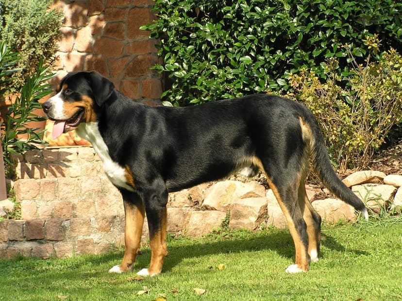 Greater Swiss Mountain Dog with a tricolor coat stands on green grass against a stone wall in bright sunlight.