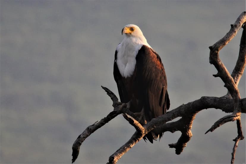 African Fish Eagle with white plumage and brown wings perches on a dry branch against a soft bokeh background.